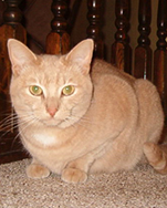 Buffy
