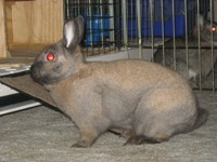 Cinnamon