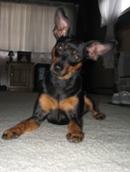 Libby