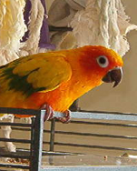 Sammy